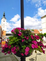 Oleśnica kwiatami stoi. Co kwitnie w naszym mieście? (ZDJĘCIA)