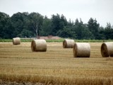 Żniwa w powiecie tczewskim. Ceny zbóż spadają