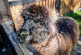 Alpaka Gabrysia obchodziła urodziny w gdańskim zoo [WIDEO, ZDJĘCIA]