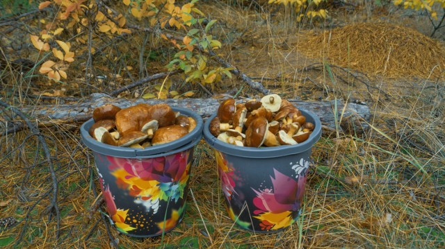 Takie grzyby zebrali miłośnicy leśnych wędrówek pod koniec października 2023 w Osieku Wielkim.