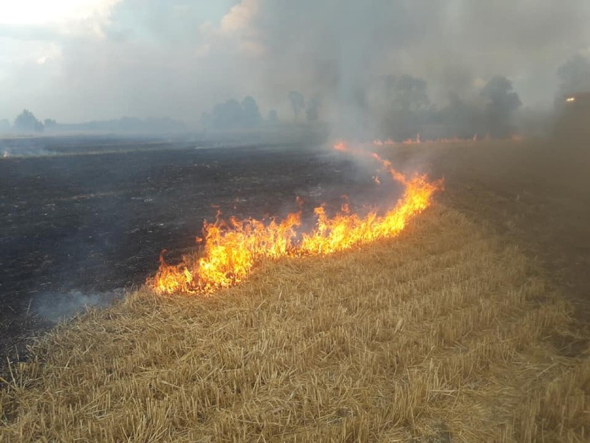 Pożar pola między Siedliskiem i Runowem