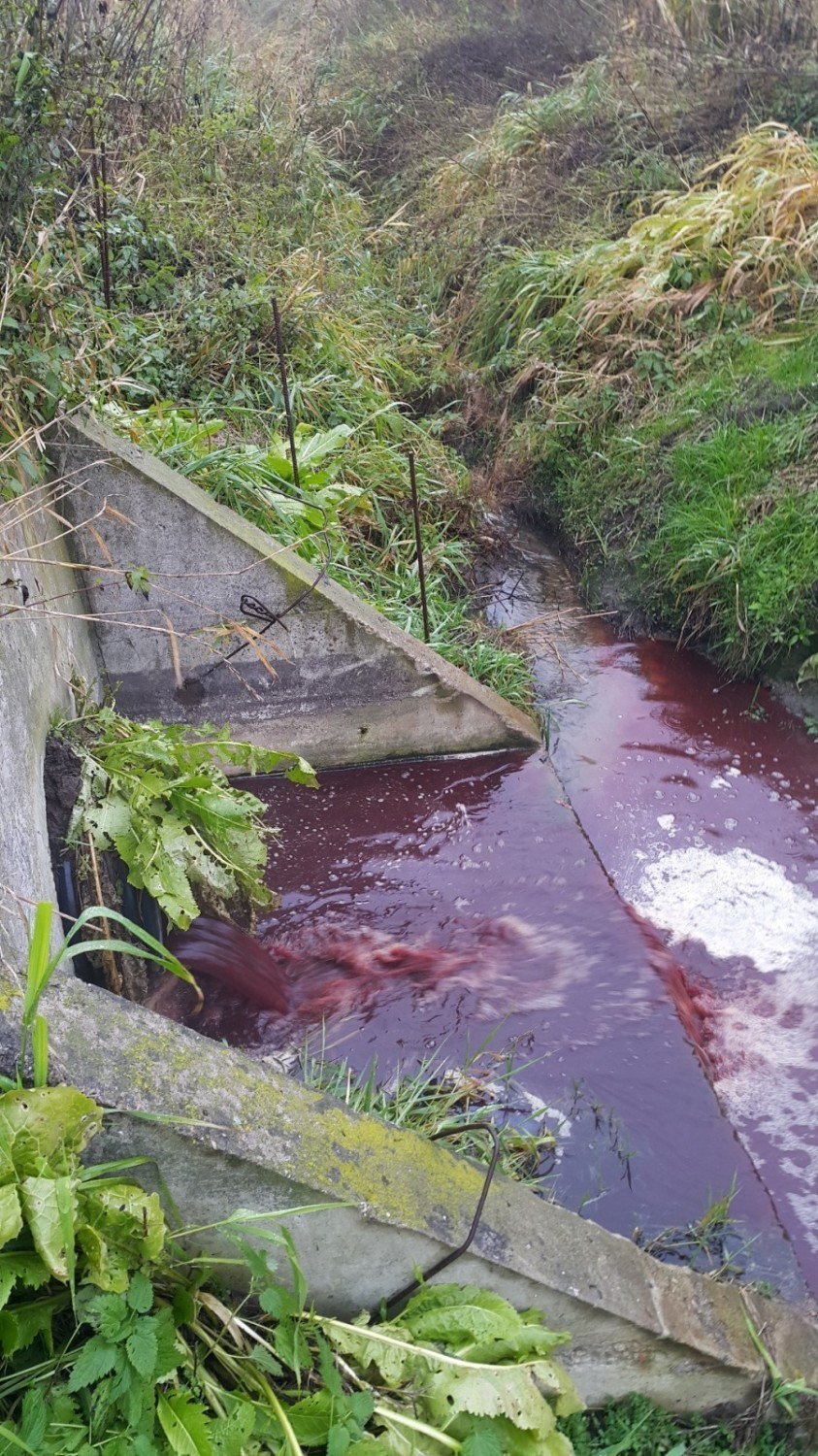 Krew z uboju wyciekła do rzeki. Mieszkańcy zawiadomili o tym prokuraturę