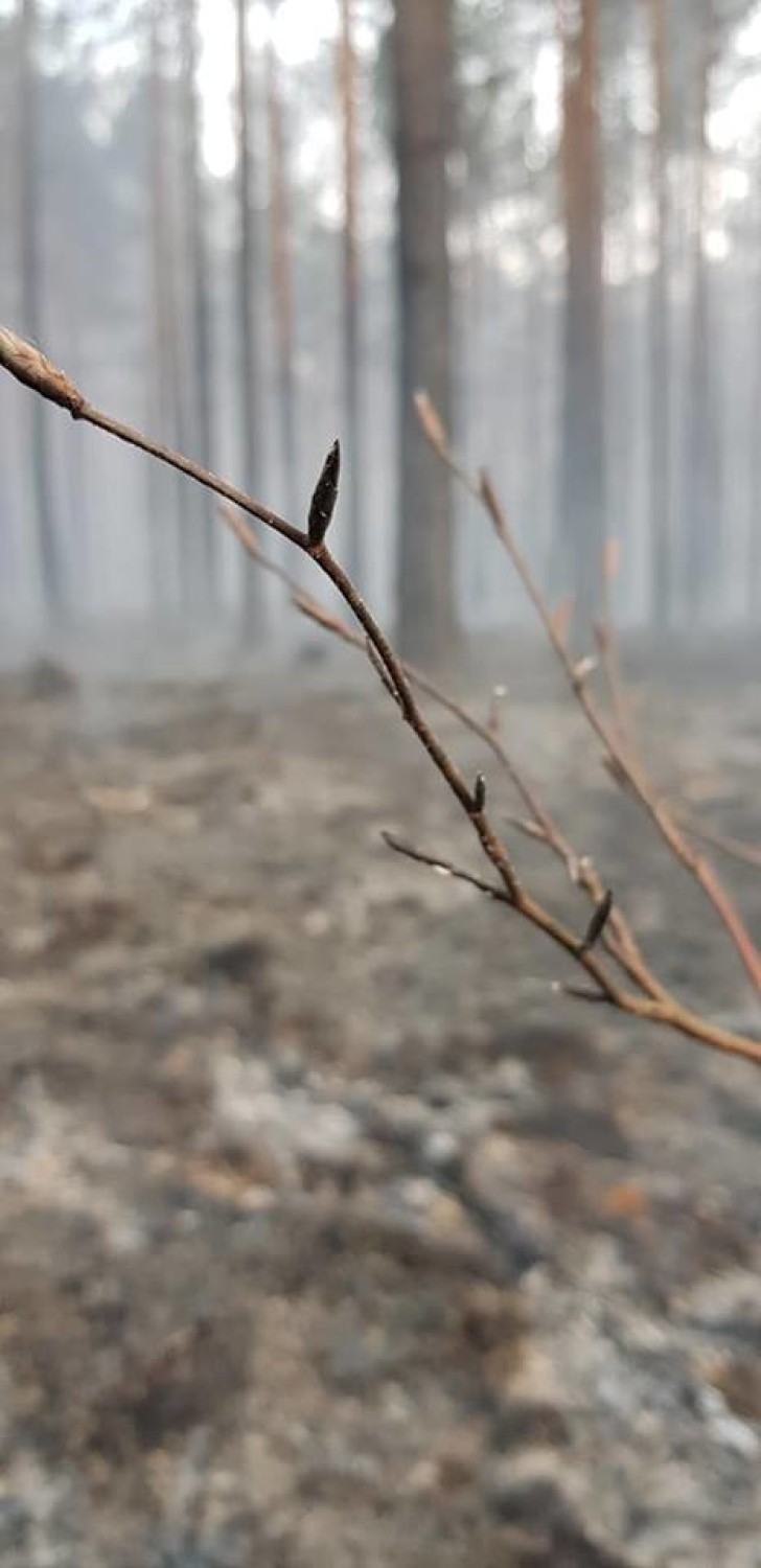 Pożar lasów w gminie Żarnów. Strażacy i leśnicy cały czas pilnują pogorzeliska. Straty szacowane w setkach tysięcy zł [ZDJĘCIA]