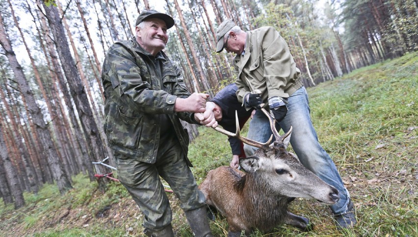 Dorodny jeleń we wtorek, 3 października, sparaliżował ruch...