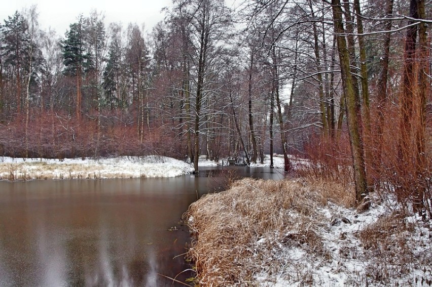 Zima na terenie Pniowca i Zalewu Pniowieckiego [ZDJĘCIA]