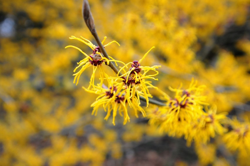 Ogród Botaniczny UW