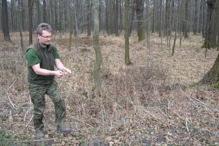 Las w Kobiórze: Ściółka jest wysuszona na wiór, wystarczy...