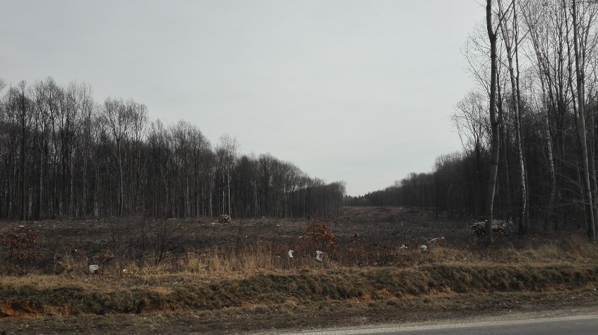 21 hektarów lasu pod Drogę Racibórz Pszczyna. 140 hektarów pod autostradę A1 [WIDEO]