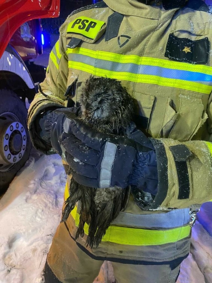 Strażacy uratowali uwięzioną w kominie sowę