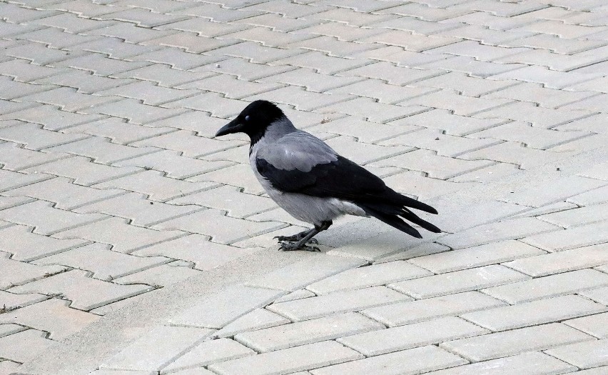 Do legnickich srok, gawronów i kawek dołączyła wrona siwa.