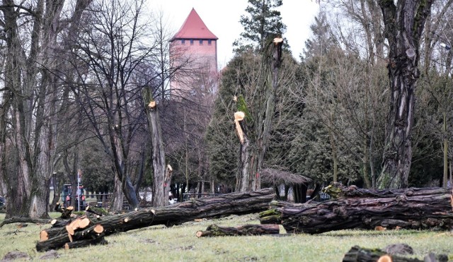 Na oświęcimskich Bulwarach, w pobliżu rzeki Soły, wiele drzew zagrażało bezpieczeństwu mieszkańców. "Pod topór" poszło 15 sztuk.
