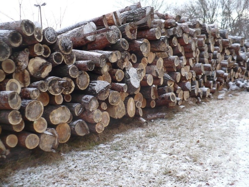 Drewno z wycinki opałowe liściaste, iglaste – 114,92 m3 –...