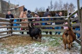 Tarnów. Żywa szopka u tarnowskich Bernardynów już otwarta! Zwierzątka można odwiedzać do 6 stycznia [ZDJĘCIA]