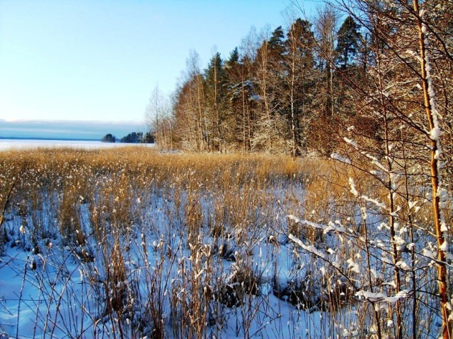 Skarbem Karelii Północnej, położonej we wschodniej Finlandii jest niewątpliwie nietknięta cywilizacją przyroda. Fot. Bożena Zajiczek