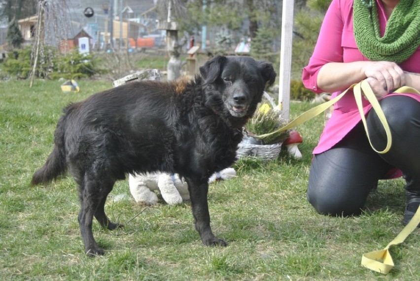 Dyzio to 11 letni, 13 kilogramowy, czarny psiak, czyli...