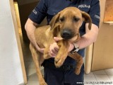 Dolny Śląsk: Bestialsko powiesił psa na lince. Zwierzę było skazane na śmierć
