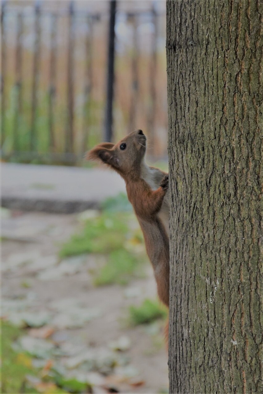 Park Miejski w Kaliszu ubiera powoli jesienną szatę. A...