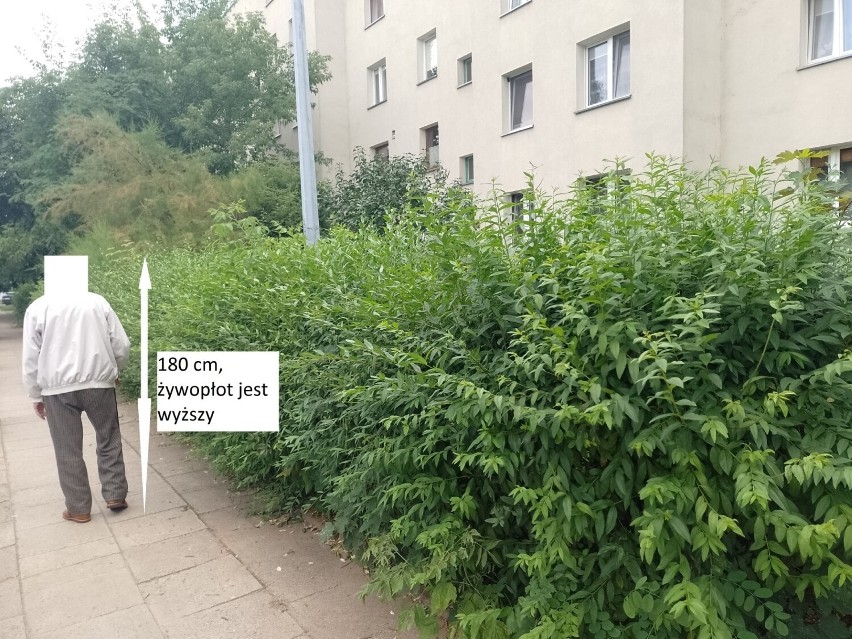 Ślichowice w Kielcach jak dżungla. Mieszkańcy skarżą się, że administracja osiedla nie dba o zieleń  