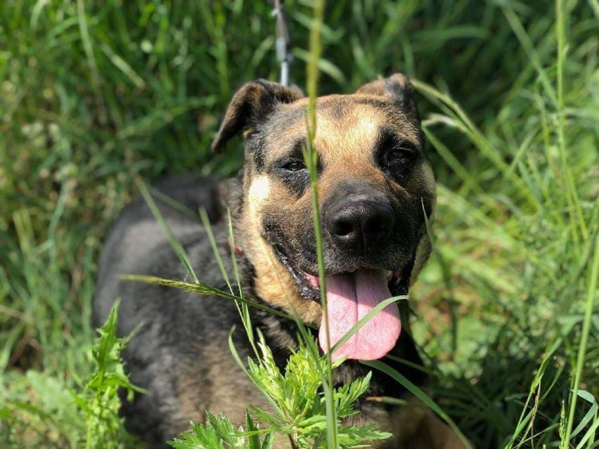 Czułym festiwalem zajmują się wolontariusze ze schorniska w Miedarach. Zobaczcie pieski do adopcji