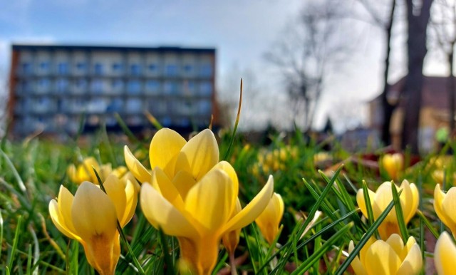 Pierwsze oznaki wiosny w Busku-Zdroju. >>>Pojawiły się już krokusy