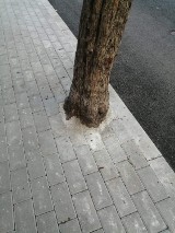Sprawdzamy dlaczego zamurowano drzewo podczas modernizacji chodnika w Golubiu-Dobrzyniu