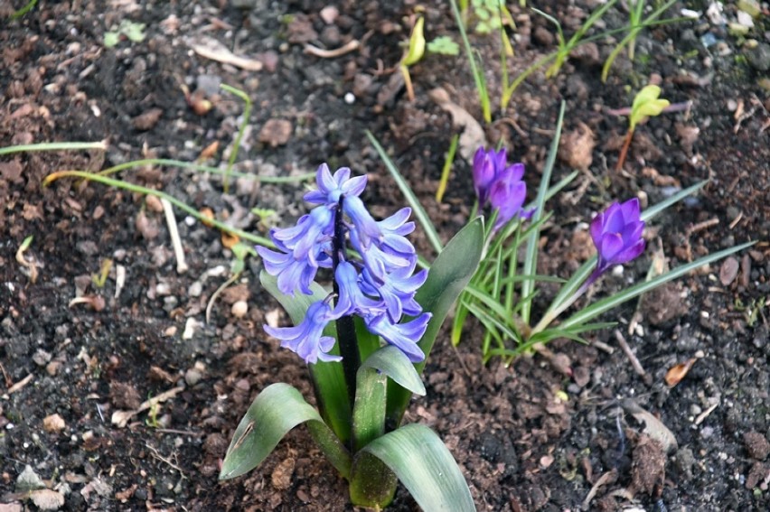  Pierwszy dzień kalendarzowej wiosny, Legnica nabiera kolorów [ZDJĘCIA]