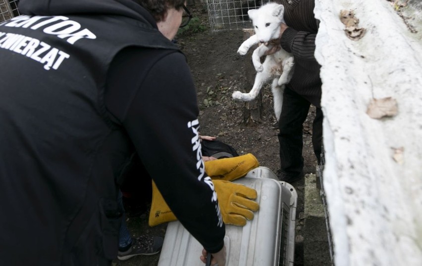 Aktywiści uratowali małego lisa z fermy pod Ostrowem. Maciek będzie miał amputowaną łapę