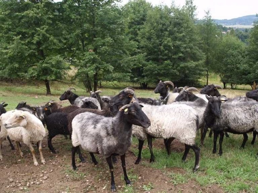 Owce wrzosówki pomagają w ochronie łąk Karkonskiego Parku Narodowego
