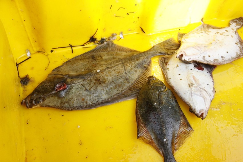 Rybacy biją na alarm: ryby w Zatoce Puckiej są w coraz gorszej kondycji