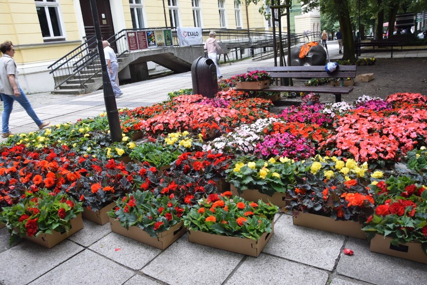 Prace porządkowe na zielonogórskim deptaku. Były bratki, będą...? [ZDJĘCIA] 