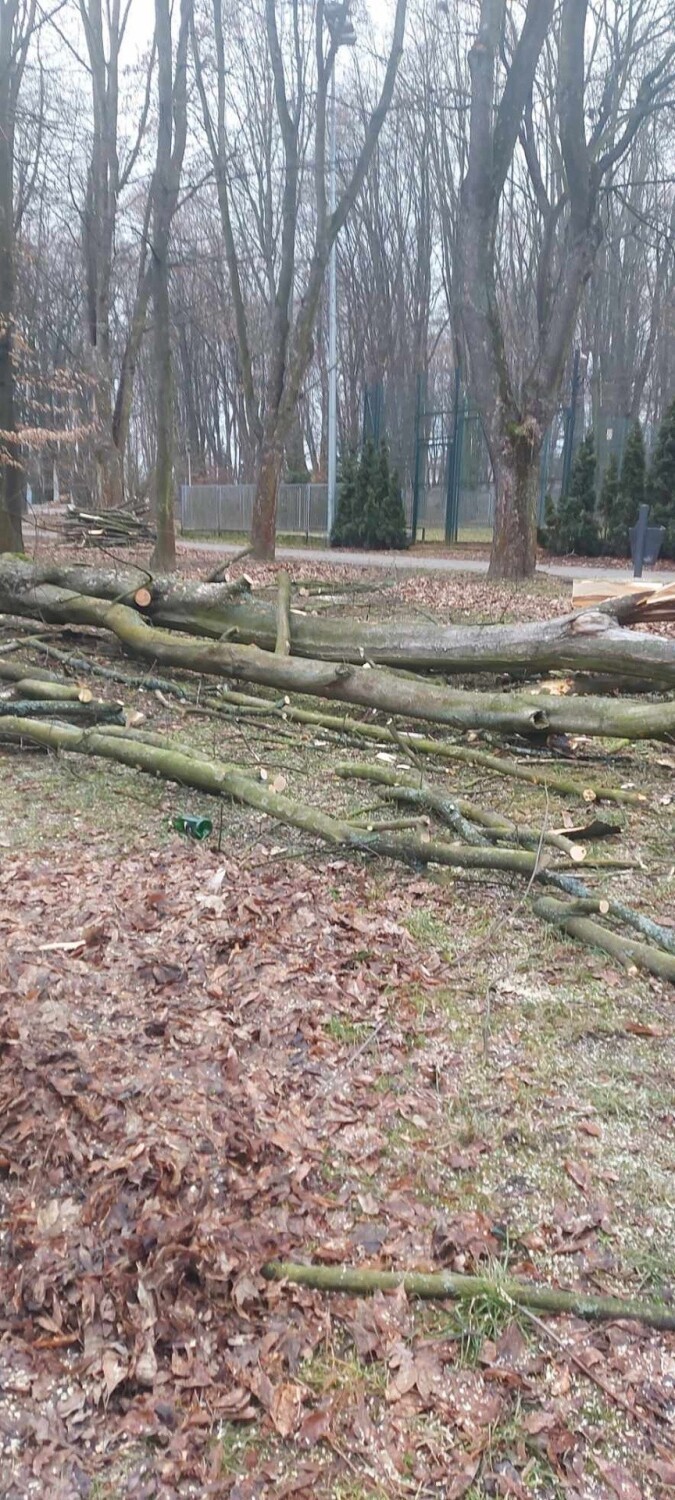 W Parku Miejskim w Kazimierzy Wielkiej trwa wycinka drzew. Mieszkańcy zaniepokojeni. Władze uspokajają. Zobaczcie zdjęcia