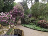 Niesamowity ogród botaniczny w Zagwiździu pod Opolem. Rosną tam rododendrony, azalie i magnolie. Zobaczcie! 