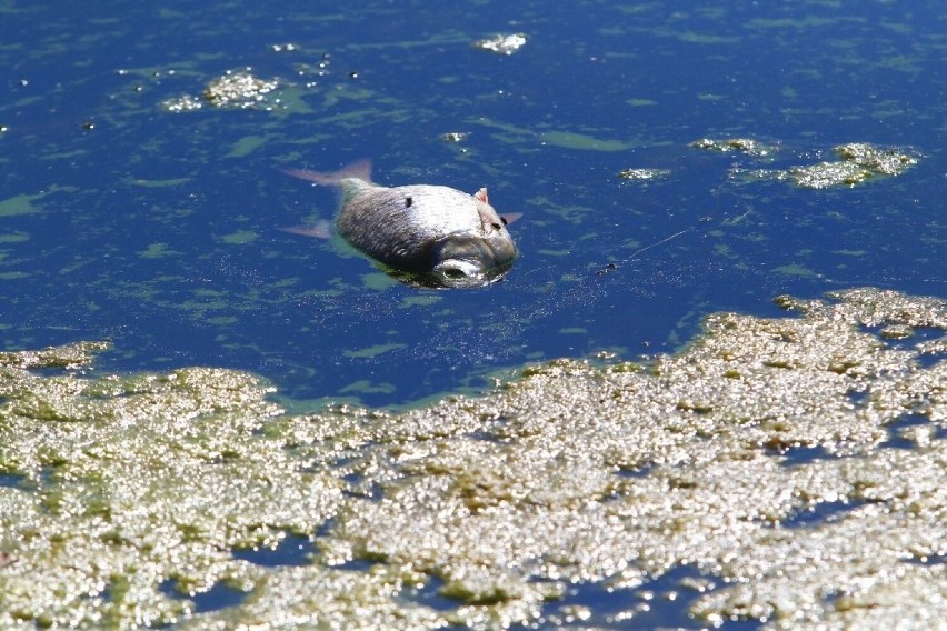 Mnóstwo śniętych ryb w jeziorze pod Wrocławiem