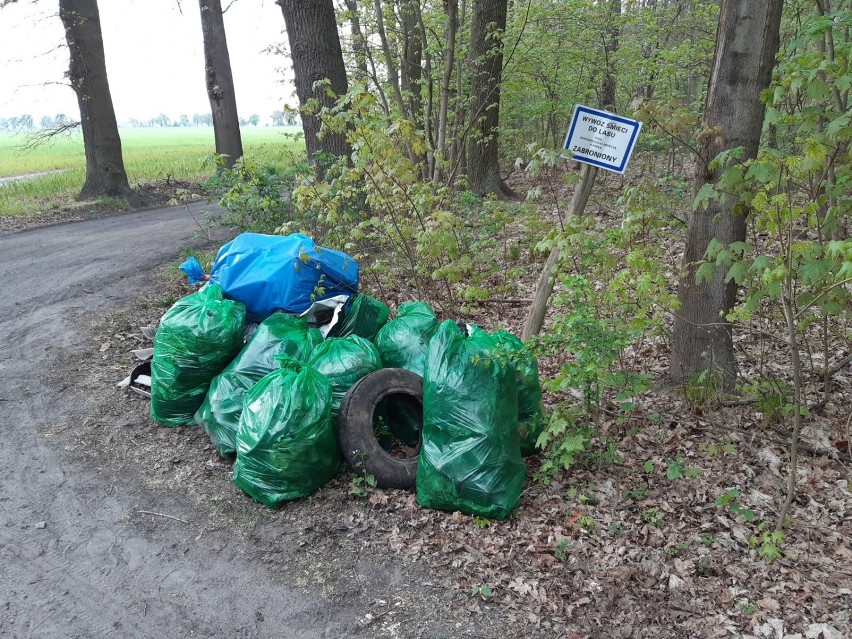 W ciągu dwóch godzin zebrali kilkanaście worków śmieci. Las to nie wysypisko! 