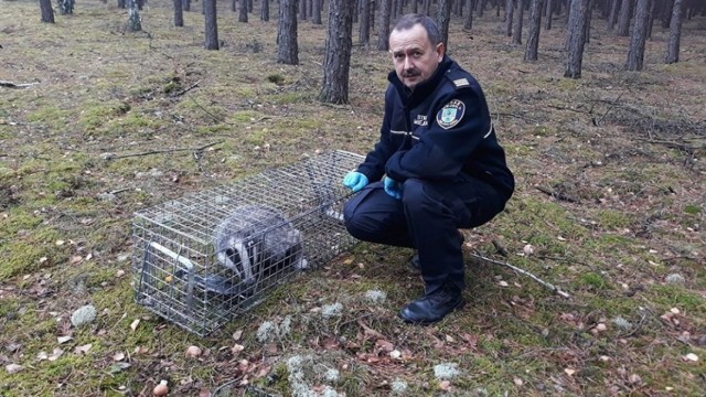 Strażnicy miejscy z Zielonej Góry otrzymują dużo zgłoszeń dotyczących dzikich zwierząt.