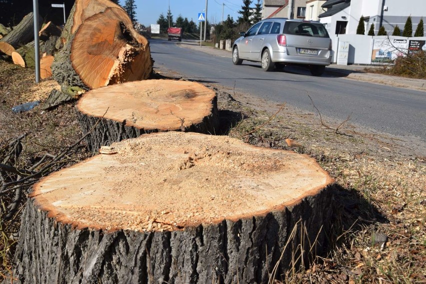 Wycinają drzewa przy remontowanej ulicy Antoniewskiej w Skokach. Do kiedy potrwają prace związane z przebudową wylotówki miasta?