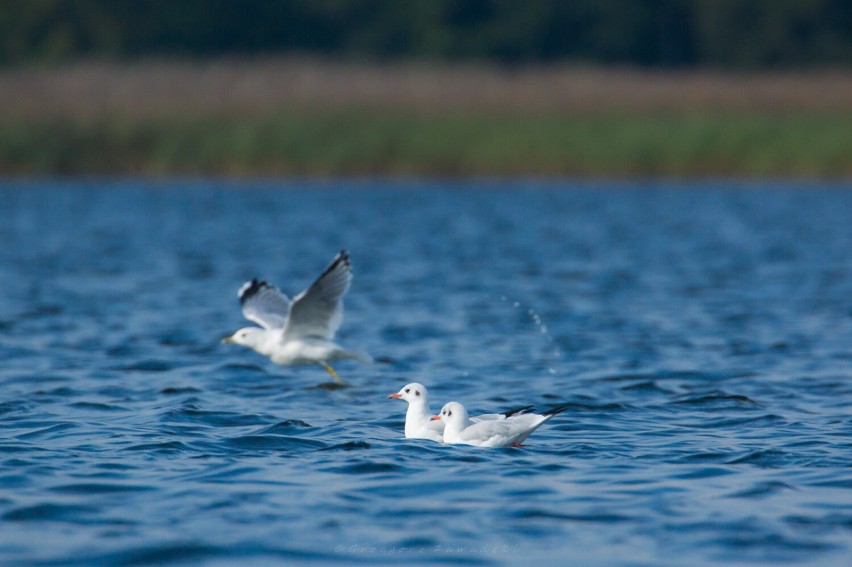 Październikowe liczenie ptaków na Wigrach. Najliczniejszym ptakiem jest kormoran