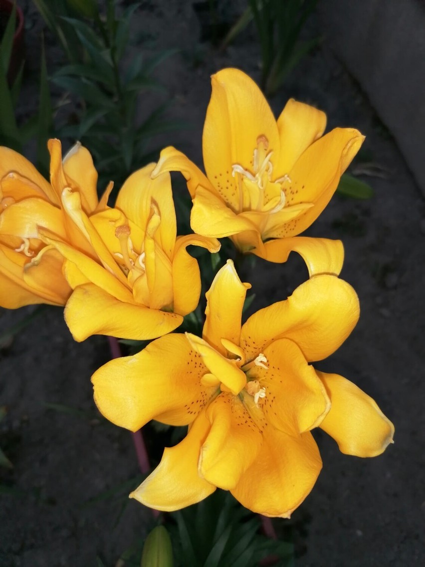 Lilie kwitną jeszcze w październiku. Piękne kwiaty w ogrodzie naszej Czytelniczki w Trzcianie koło Rzeszowa