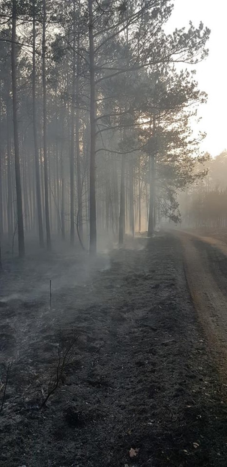 Pożar lasów w gminie Żarnów. Strażacy i leśnicy cały czas pilnują pogorzeliska. Straty szacowane w setkach tysięcy zł [ZDJĘCIA]