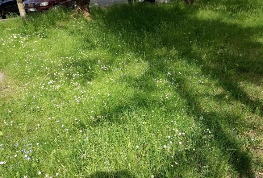 W Nowogardzie powstaną kwietne łąki. Można składać propozycje