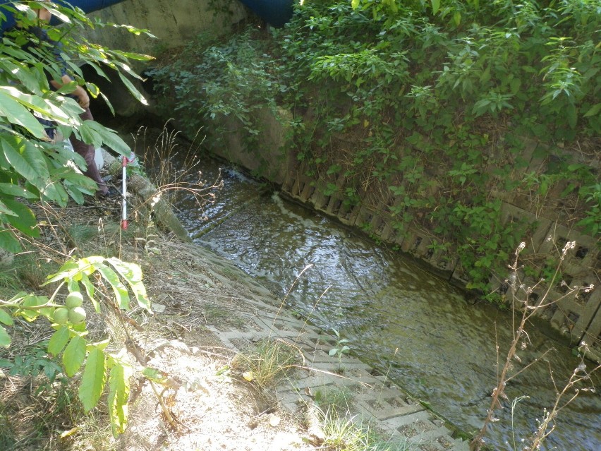 Zanieczyszczenie potoku Marzec w Krośnie pochodziło z jednej z firm. Trwa analiza próbek. Wędkarze wyciągnęli kilkaset śniętych ryb