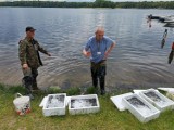 Trzesiecko i Wilczkowo zarybione węgorzami. Gratka dla wędkarzy [zdjęcia]