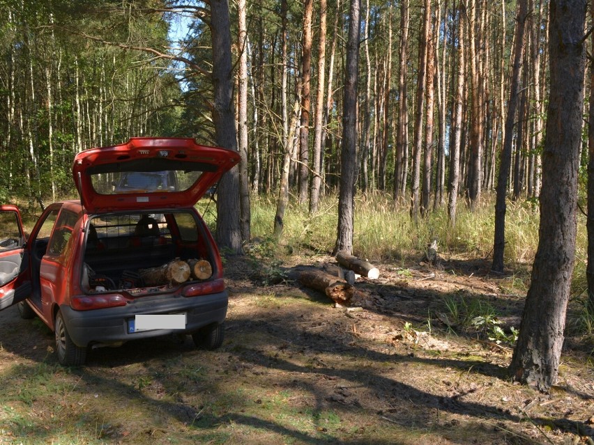 Kradzież drewna o wartości blisko 18 tysięcy złotych w powiecie radziejowskim [zdjęcia]