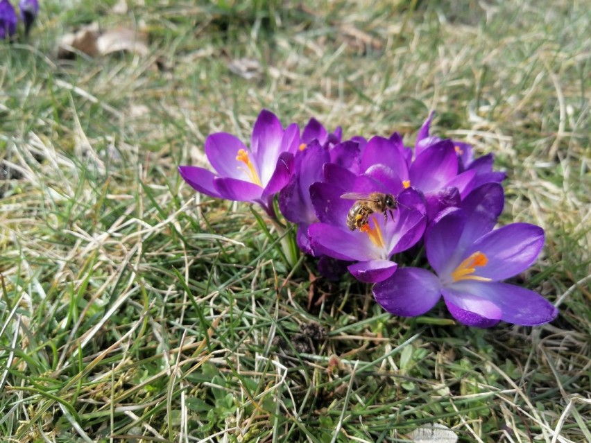 Wysyp krokusów w centrum Goleniowa. Miasto od razu wygląda lepiej