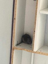 Szczury w Poznaniu. Ten szczur buszował i niszczył mieszkanie na 4. piętrze na Piątkowie!