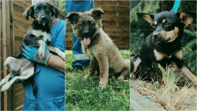 Psy które trafiają do tarnowskiego schroniska po 14 dniach są przeznaczane do adopcji