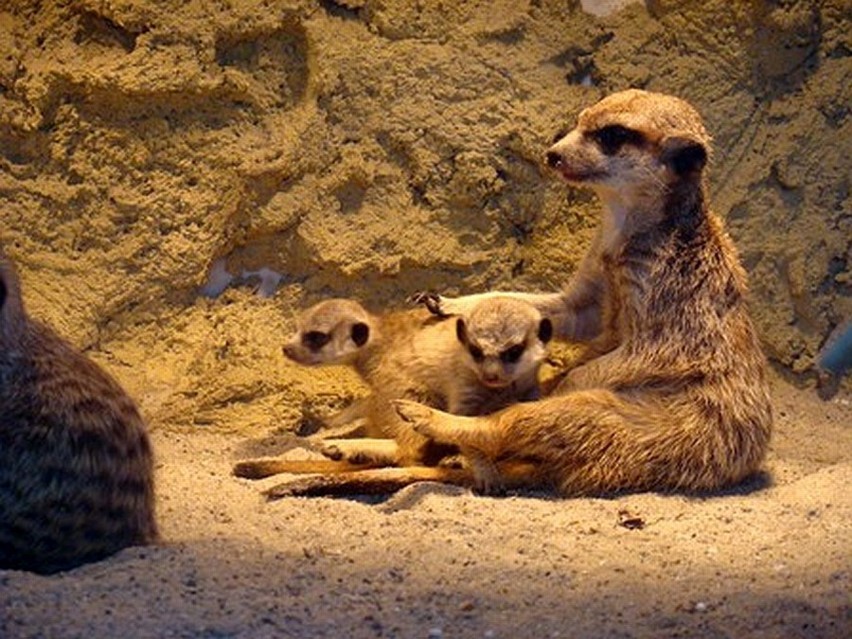 Trzy surykatki przyszły na świat w chorzowskim zoo [ZDJĘCIA]