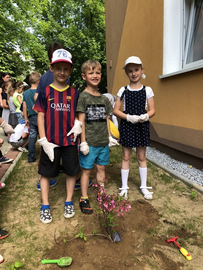 Przedszkolaki zasadziły kwiaty. Kolorowe rośliny będą zdobić przedszkole numer 7 w Świebodzinie [zdjęcia]