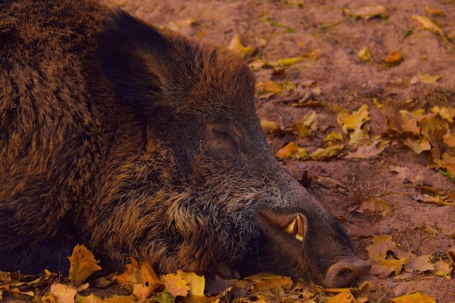 Wirus ASF nie stanowi zagrożenia dla zdrowia i życia człowieka.