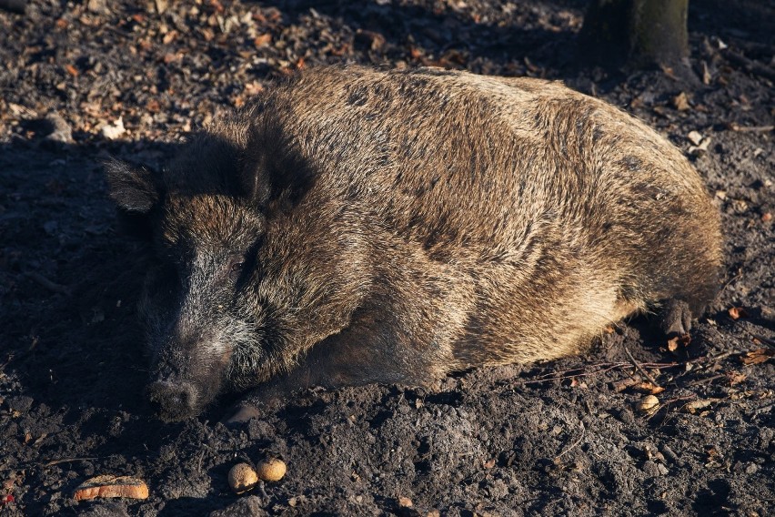 Świnie domowe i dziki to główne źródło zagrożenia.